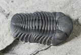 Very Nice Eldredgeops Trilobite - New York #20182-4